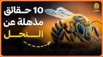 استكشف فوائد عسل النحل المذهلة