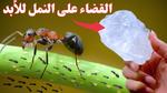 طرق فعالة للتخلص من النمل في المنزل