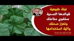 فوائد الخبيزة لصحة الجسم والجمال