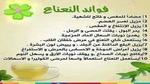 فوائد الشاي بالنعناع الصحية