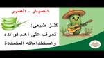 فوائد الصبار واستخداماته المتعددة