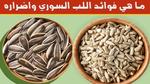 فوائد اللب السوري الرائعة للجسم