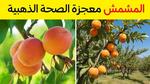 فوائد المشمش الصحية للجسم