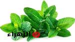 فوائد النعناع الصحية والجمالية