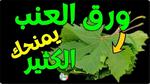 فوائد ورق العنب الصحية والغذائية