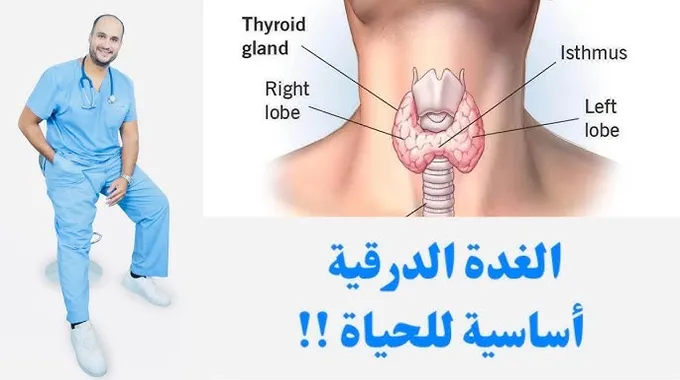 أهمية الغدة الدرقية وصحتك