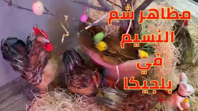 الاحتفال بشم النسيم ورنجة الفسيخ