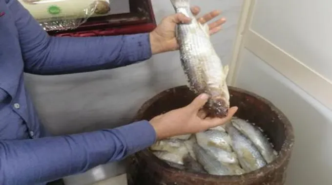 التسمم الغذائي من الفسيخ وأعراضه الخطيرة