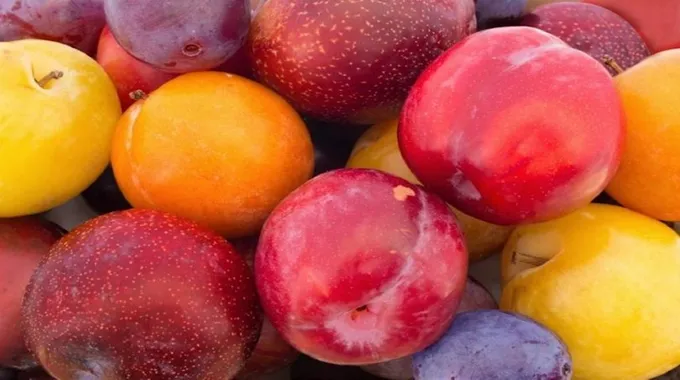 فوائد البرقوق الأحمر المذهلة للصحة