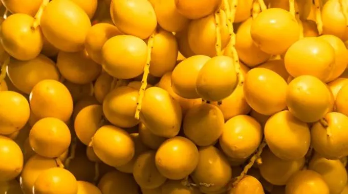 فوائد البلح الأصفر الصحية والمغذية
