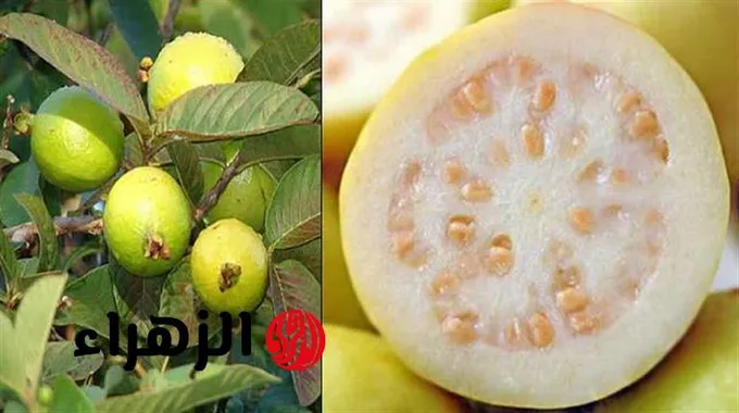 فوائد الجوافة وأسرارها الصحية