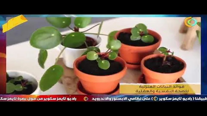 فوائد النباتات المنزلية للصحة النفسية