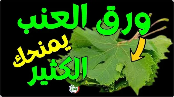 فوائد ورق العنب الصحية والغذائية